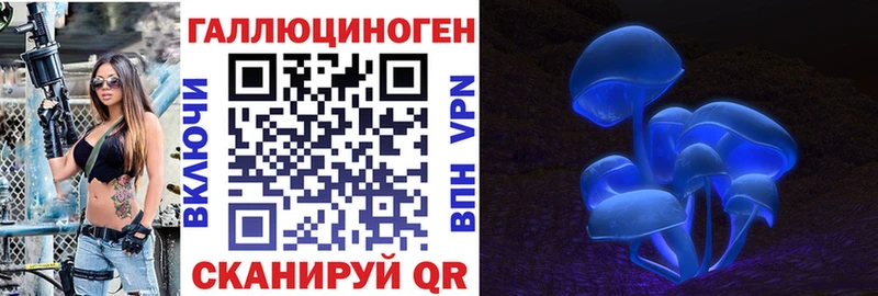 где найти   Алзамай  Псилоцибиновые грибы Psilocybe 